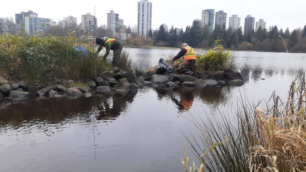 Park stewardship program, Stanley Park, Vancouver, Stanley Park Ecology Society
