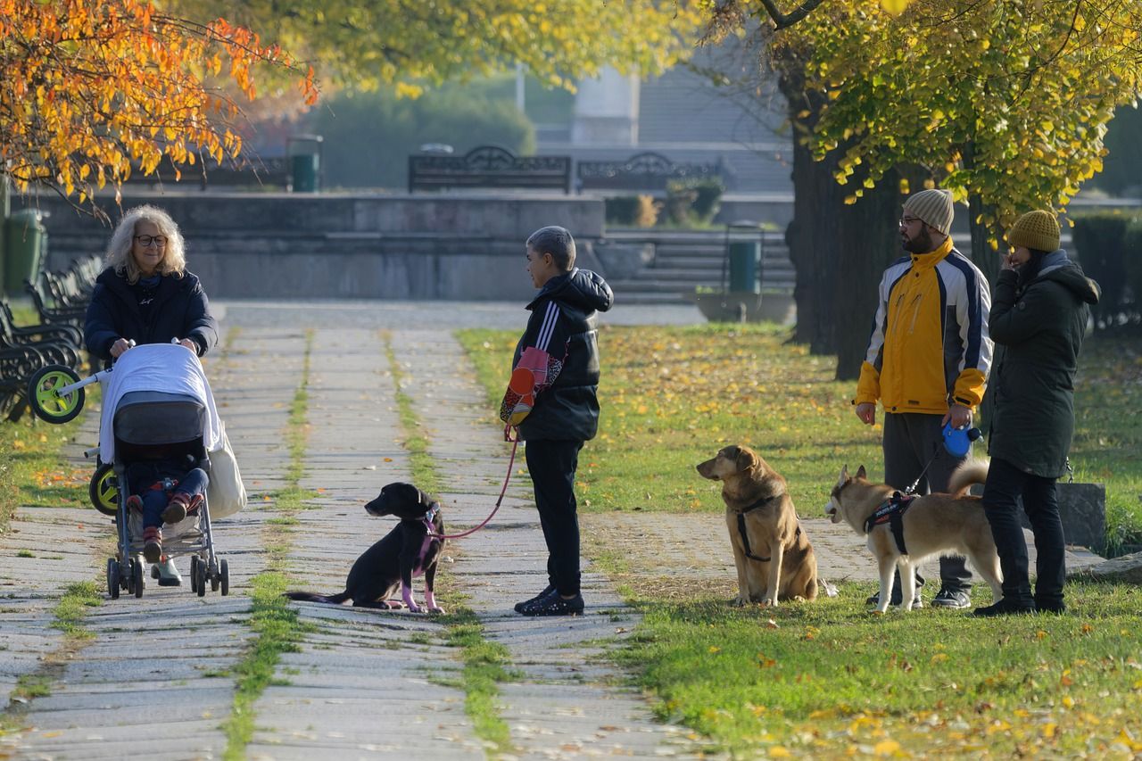 Des chiens et un bébé, November 2022