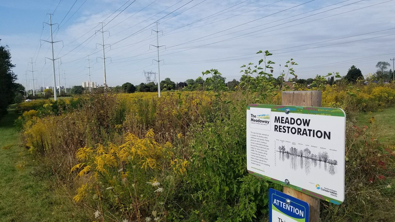Zone de restauration de prairie, The Meadoway, Toronto